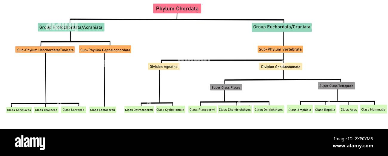 Phylum Chordata-Klassifikation, Illustration. Stockfoto