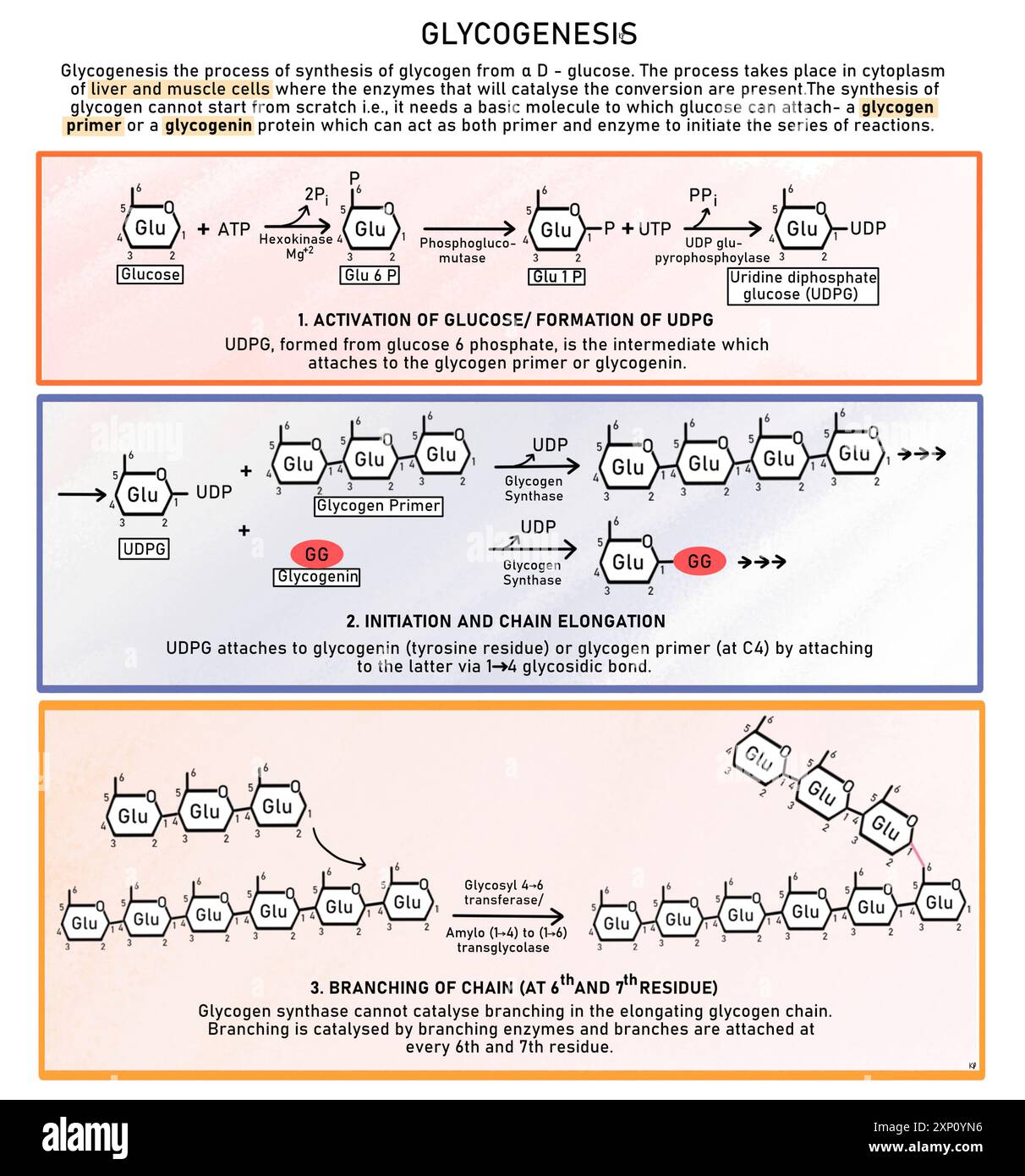 Glykogenese, Illustration. Glykogenese ist der Prozess der Synthese von Glykogen aus einer D-Glucose. Es findet im Zytoplasma von Leber- und Muskelzellen statt, wo die Enzyme vorhanden sind, die die Umwandlung katalysieren. Stockfoto