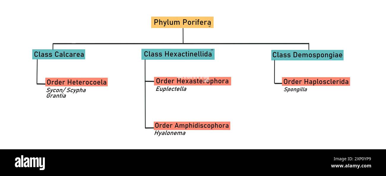 Phylum-Porifera-Klassifikation, Illustration. Stockfoto