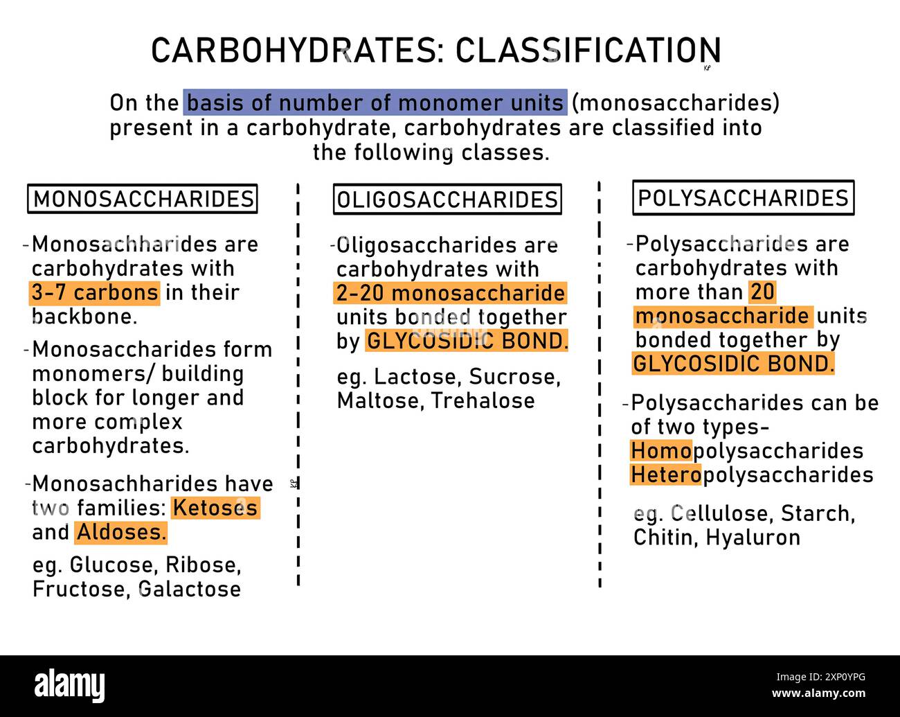 Klassifizierung der Kohlenhydrate, Illustration. Kohlenhydrate werden in drei Klassen unterteilt: Monosaccharide, Oligosaccharide und Polysaccharide. Monosaccharide umfassen Glucose und Fructose, Disaccharide umfassen Saccharose und Lactose und Polysaccharide umfassen Stärke, Cellulose und Glykogen. Stockfoto