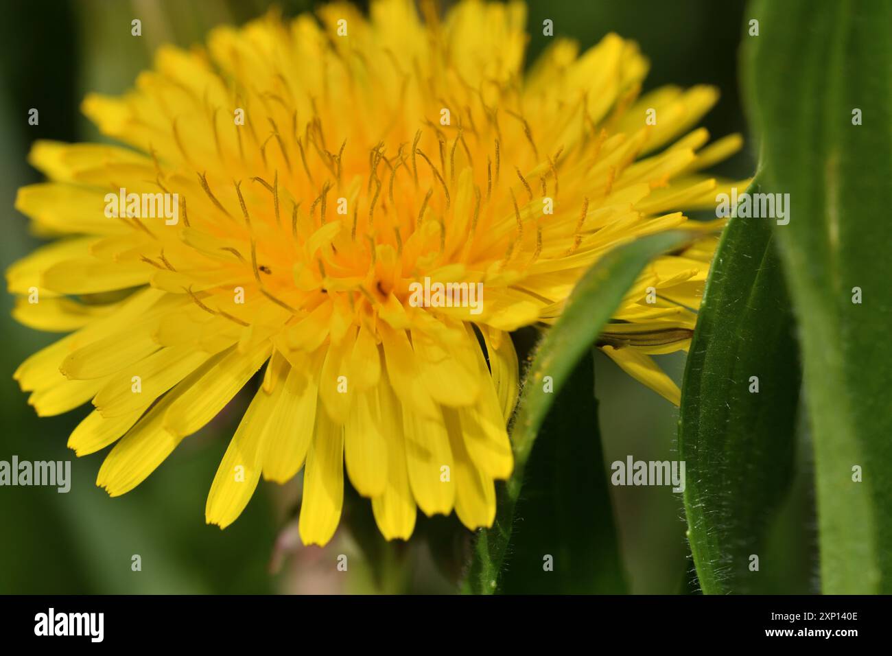 Makro einer gelb blühenden Löwenzahnblüte auf einer grünen Wiese Stockfoto