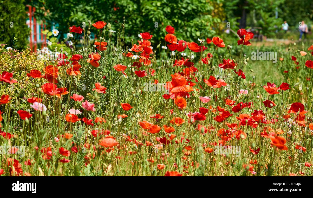Eine krautige Pflanze mit auffälligen Blüten, milchsaft und abgerundeten Samenkapseln. Alkaloide und sind eine Quelle von Medikamenten wie Morphin Stockfoto