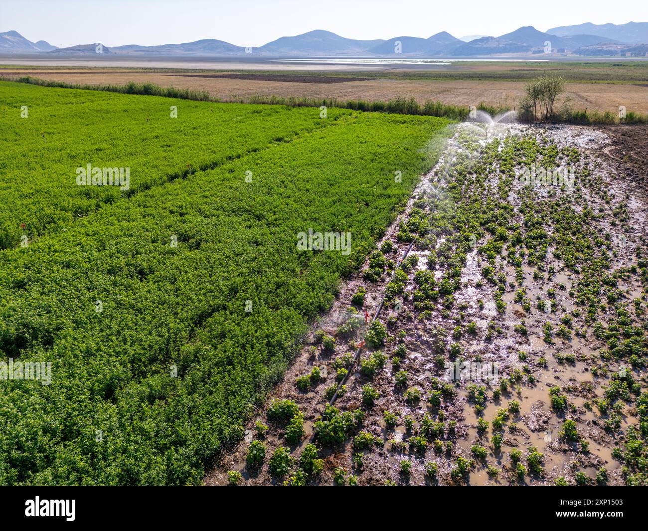 Automatische Sprinkler-Bewässerung in der Gemüsefarm. Selektiver Fokus und Bewegungsunschärfe Stockfoto