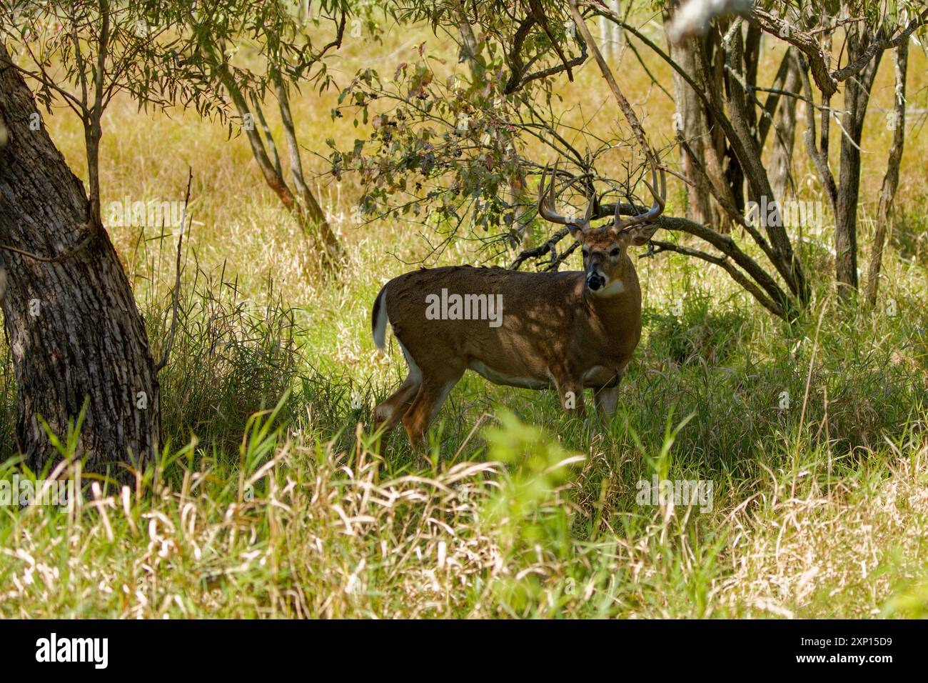 Der Wildschwanzhirsch oder Virginia-Hirsch (Odocoileus virginianus) im State Park in Wisconsin Stockfoto