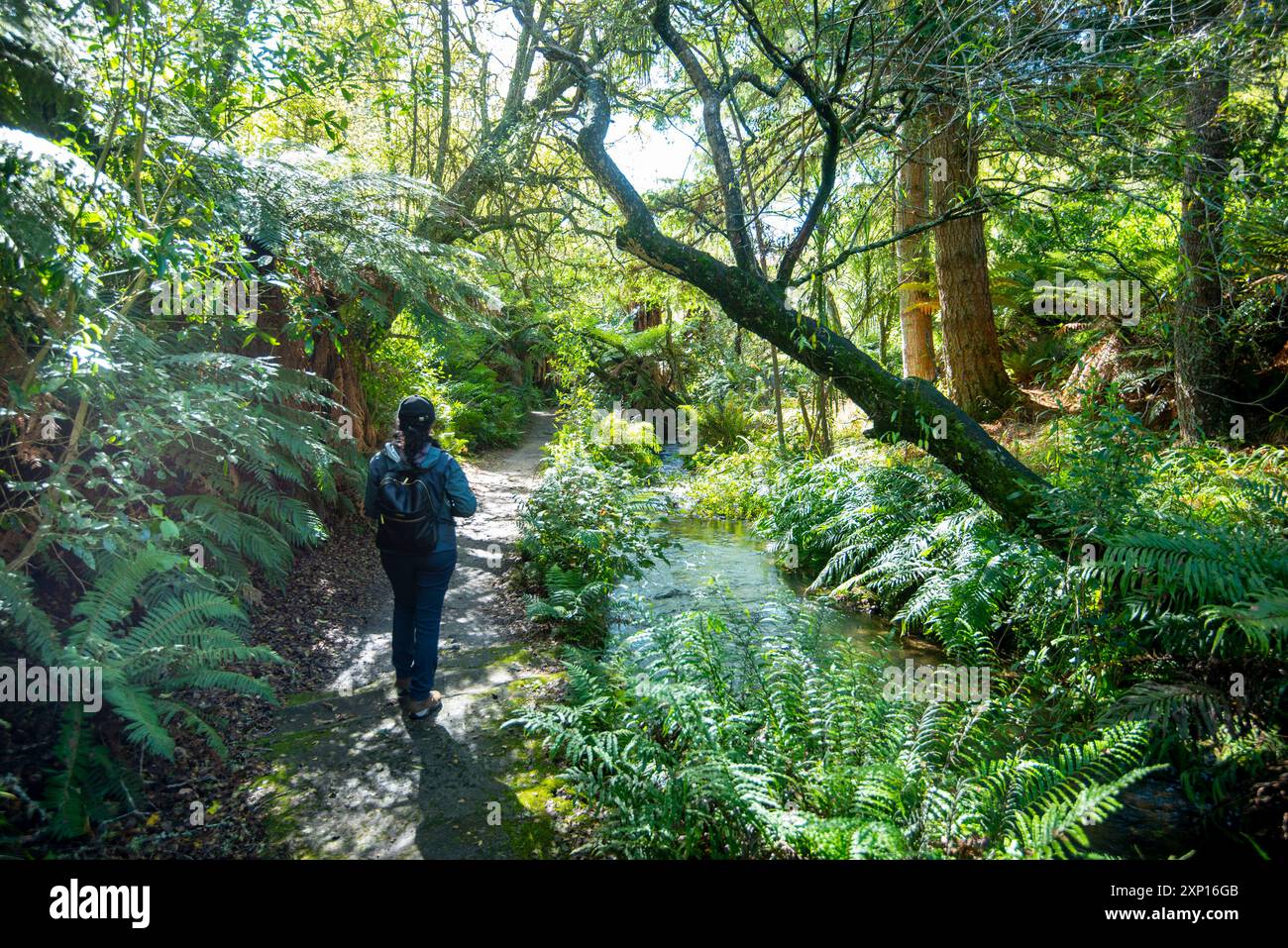 Whakarewarewa Forest Park - Rotorua - Neuseeland Stockfoto