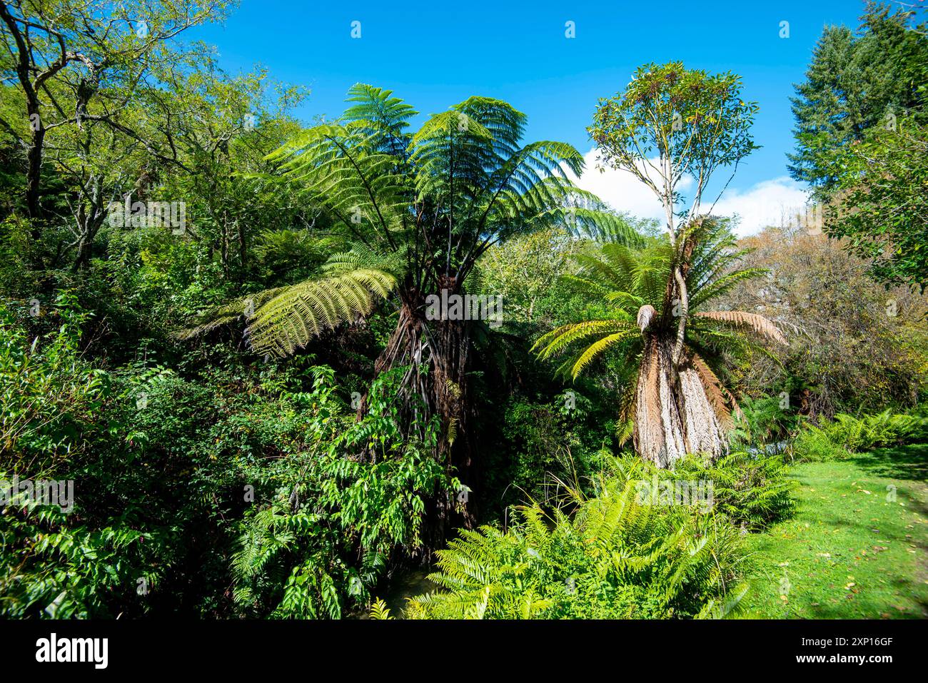 Whakarewarewa Forest Park - Rotorua - Neuseeland Stockfoto
