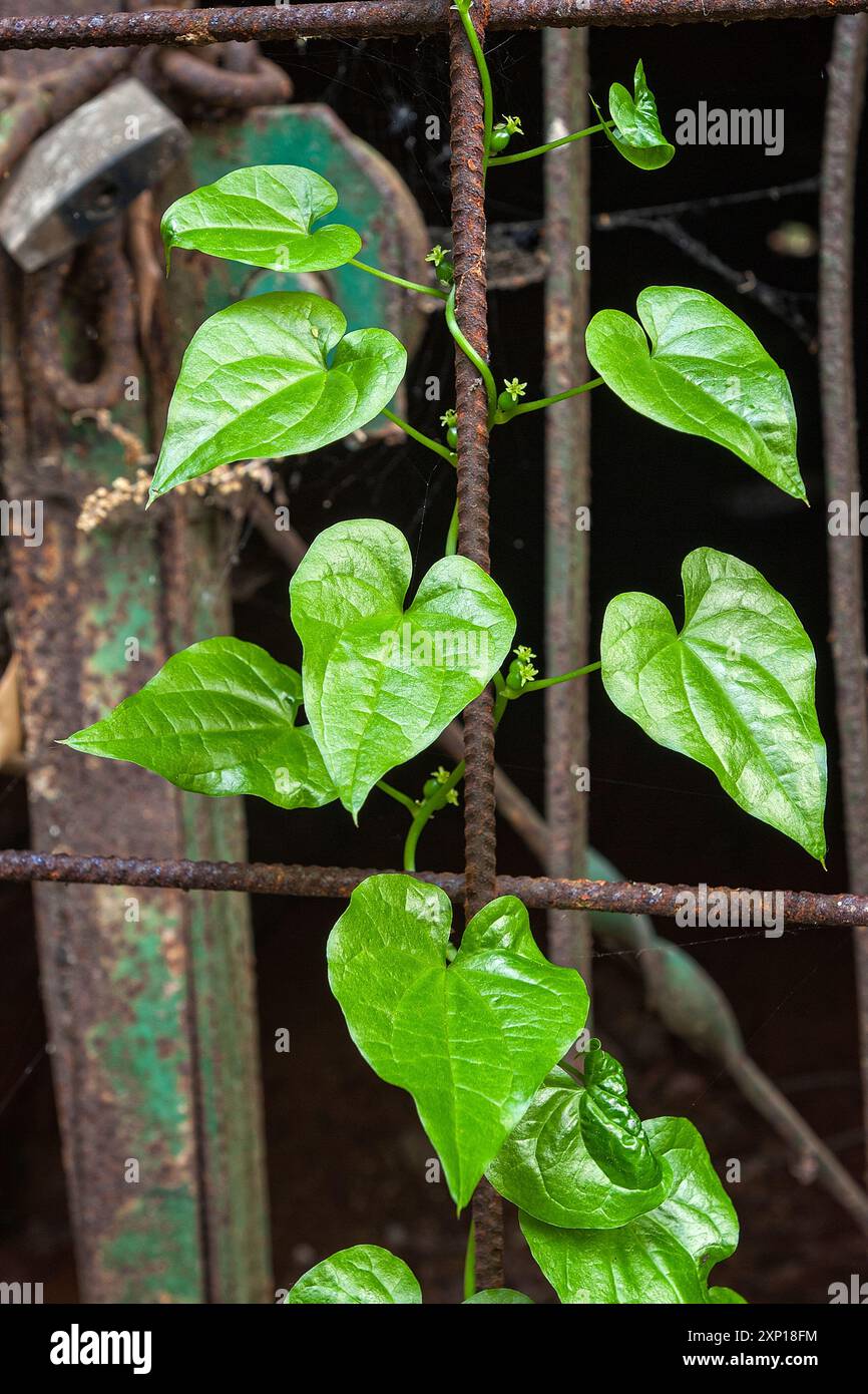 Schwarze Bryonie (Dioscorea communis = Tamus communis), Dioscoreaceae. Mehrjähriges Kletterkraut, wilde Pflanze, unbedeutende Blüten. Stockfoto