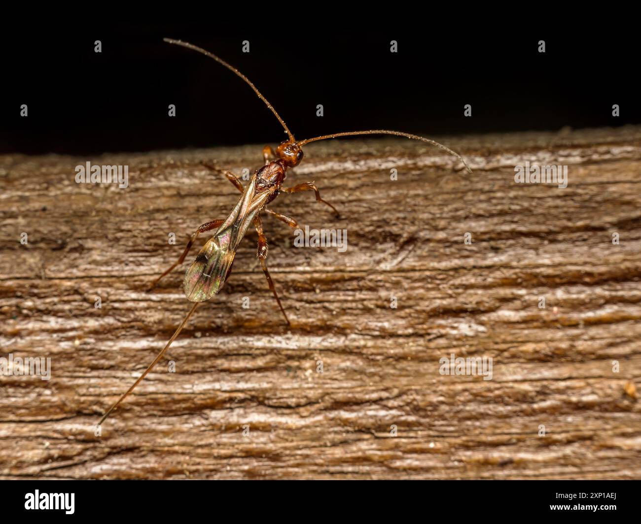 Nahaufnahme der Schlammwespe, die auf einer Holzoberfläche liegt Stockfoto