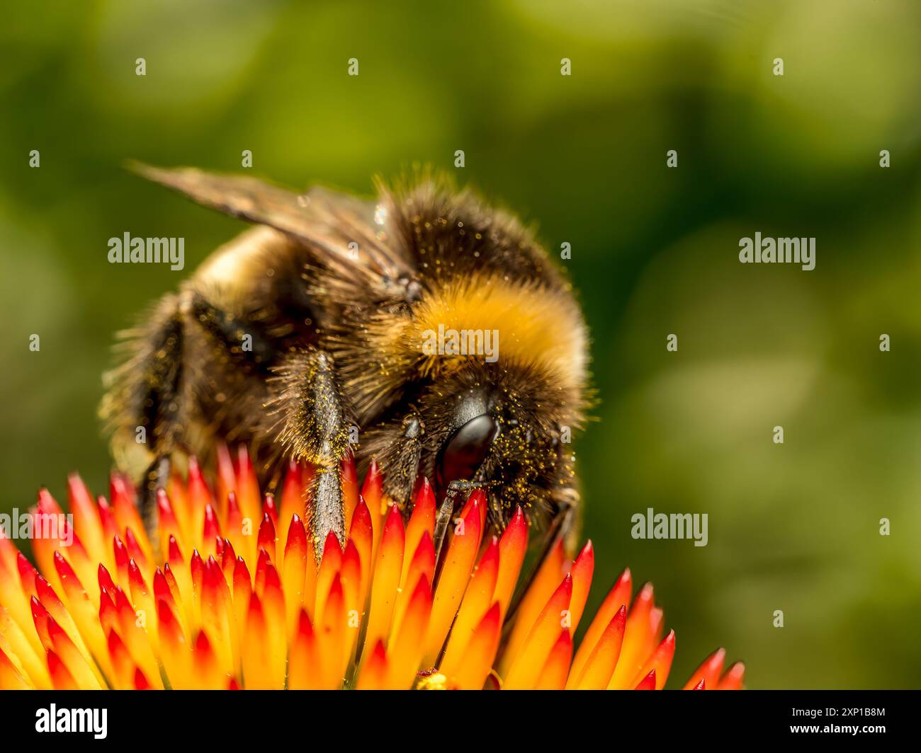 Nahaufnahme einer Hummel, die Echinacea-Blüten bestäubt Stockfoto