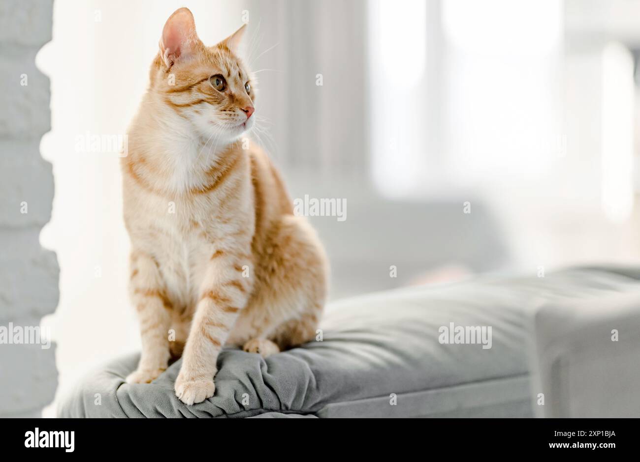 Porträt einer Ingwerkatze, die auf dem Sofa sitzt. Flacher Fokus. Kopierraum. Stockfoto