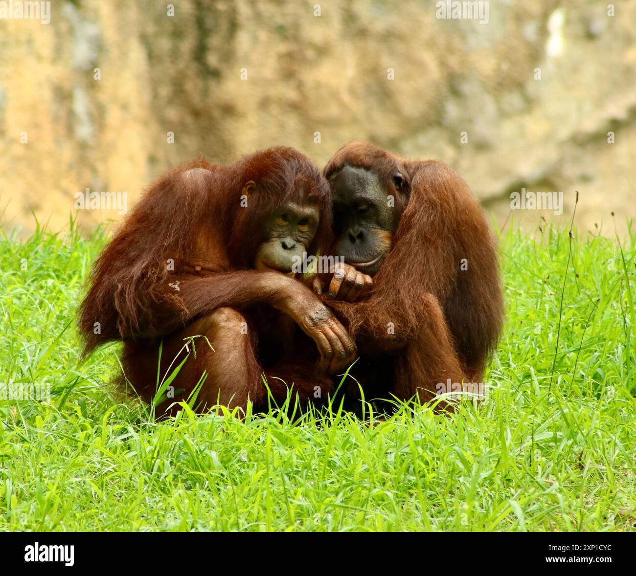 Orang-Utans Kuscheln Stockfoto