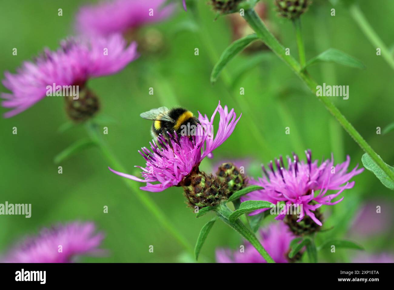 Eine Weissschwanzhummel sammelt Pollen aus dem distelartigen Knapweed (Centaurea Nigra, Black Knapweed). Englische Wildblumenwiese, Juli Stockfoto