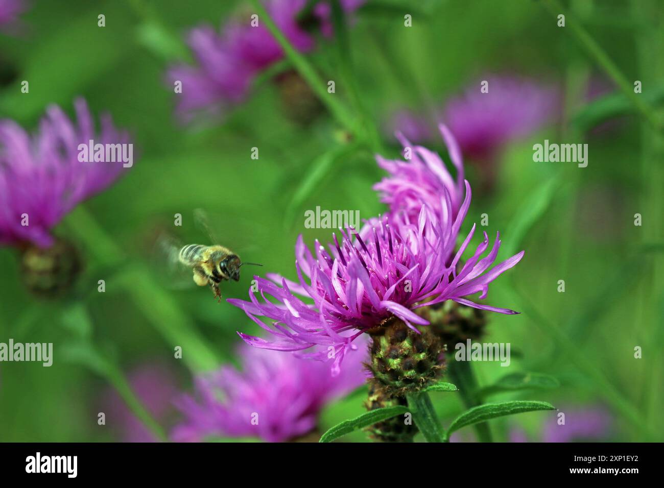 Eine Honigbiene fliegt in Richtung eines gewöhnlichen Knapweed (Centaurea Nigra, Black Knapweed) mit einem distelartigen lila Blütenkopf. Wildblumenwiese, England. Juli Stockfoto Eine Honigbiene fliegt in Richtung eines gewöhnlichen Knapweed (Centaurea Nigra, Black Knapweed) mit einem distelartigen lila Blütenkopf. Wildblumenwiese, England. Juli Stockfoto