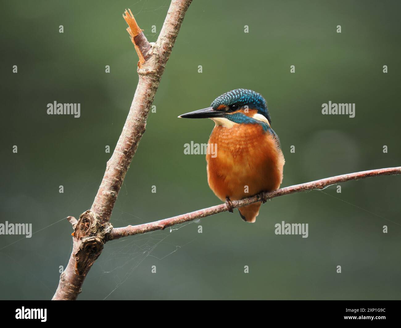 Geschwister eisvogel tolerieren sich schnell nicht, und Aggressionen zwischen den Jungvögeln, erhobene Flügel und Jagd sind üblich. Stockfoto