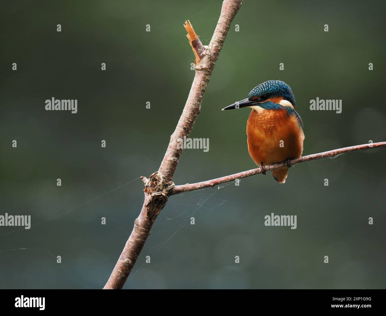 Geschwister eisvogel tolerieren sich schnell nicht, und Aggressionen zwischen den Jungvögeln, erhobene Flügel und Jagd sind üblich. Stockfoto