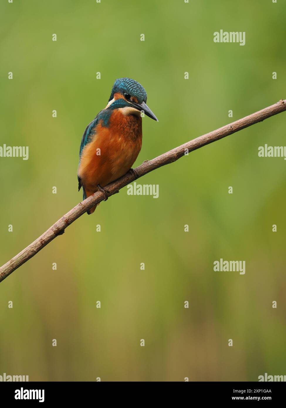 Geschwister eisvogel tolerieren sich schnell nicht, und Aggressionen zwischen den Jungvögeln, erhobene Flügel und Jagd sind üblich. Stockfoto