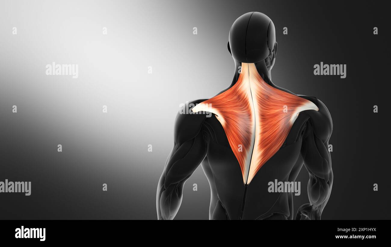 Anatomie der Trapeziusmuskulatur Stockfoto