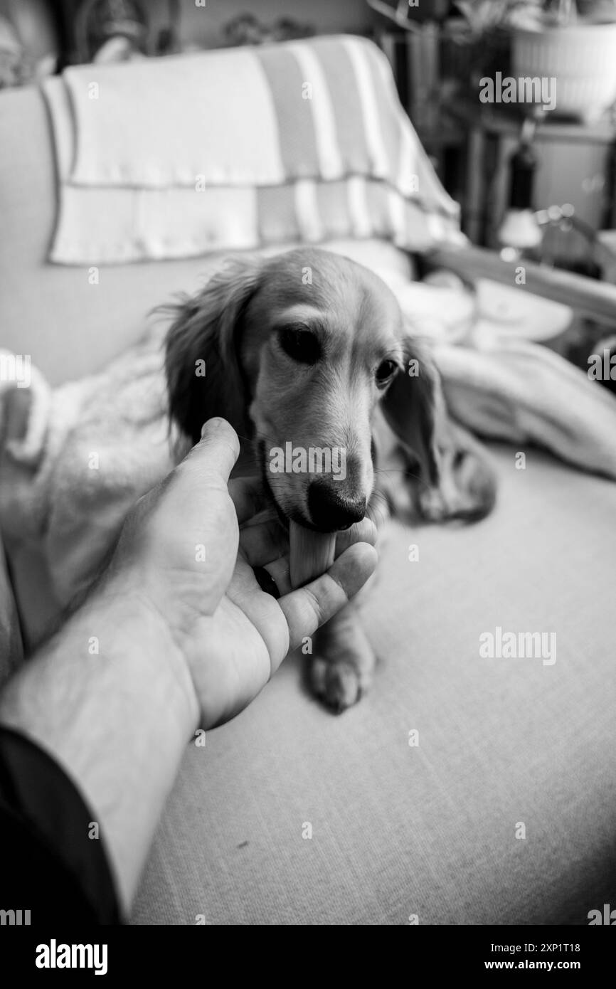 Eine vertikale Graustufenaufnahme einer Person, die einen Dackelhund auf einem gemütlichen Stuhl in einem komfortablen Wohnzimmer streichelt Stockfoto