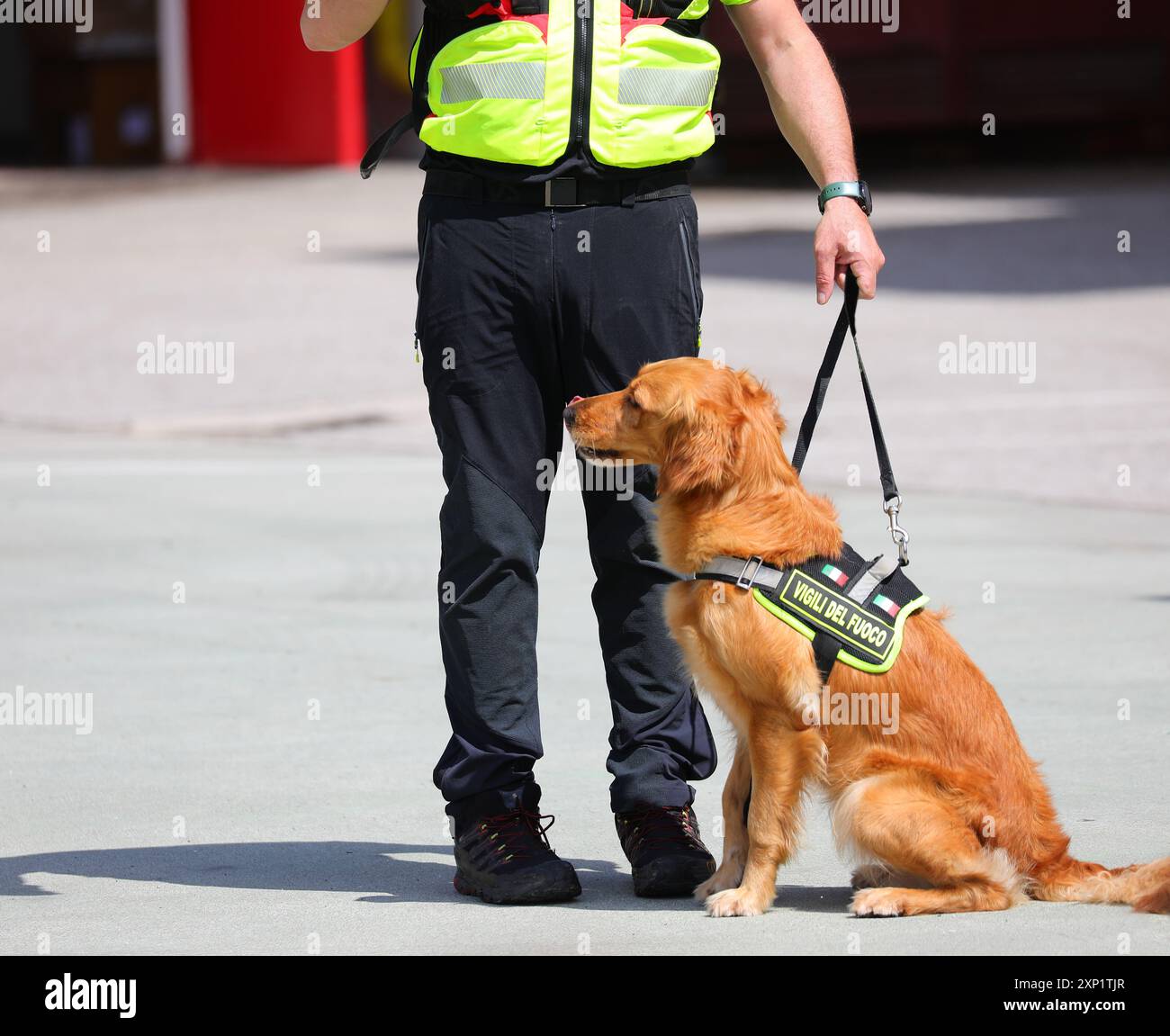 Vicenza, VI, Italien - 23. Mai 2024: Ausgebildeter Hund der italienischen Feuerwehr Hundeeinheit und Trainer bei der Suche nach Vermissten Stockfoto