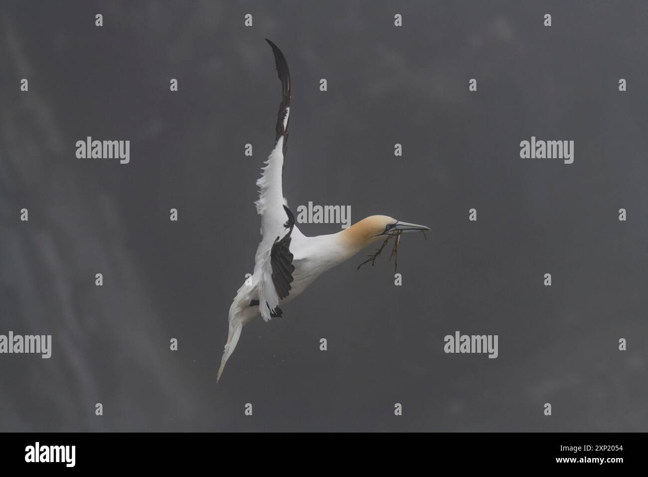 Norhern Gannett (Morus bassanus), Landung im Nebel mit Nistmaterial am Cape St. Mary's Ecological Reserve, Newfooundland Kanada Stockfoto