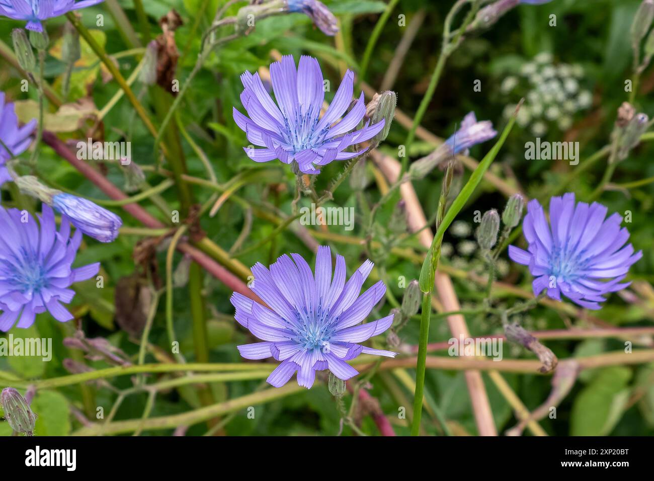 Violette Bergsalat Lactuca blühende Pflanze findet sich oft in felsigen Böschungen und am Straßenrand. Der botanische Name ist Lactuca perennis. Stockfoto