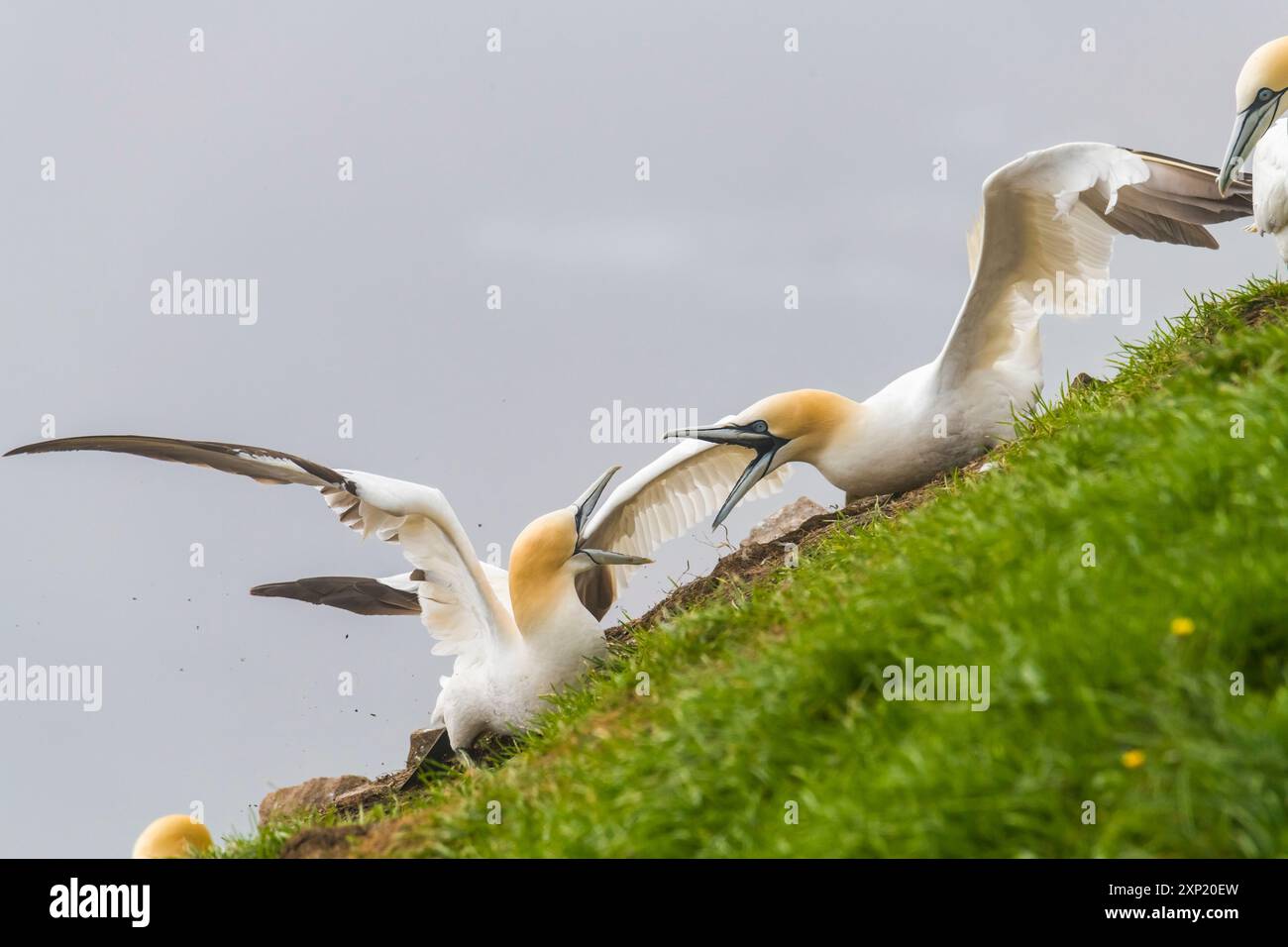 Northern Gannet (Morus bassanus) territoriale Streitigkeiten am Cape St. Mary's, Ökologische Reserve Newfooundland Kanada Stockfoto