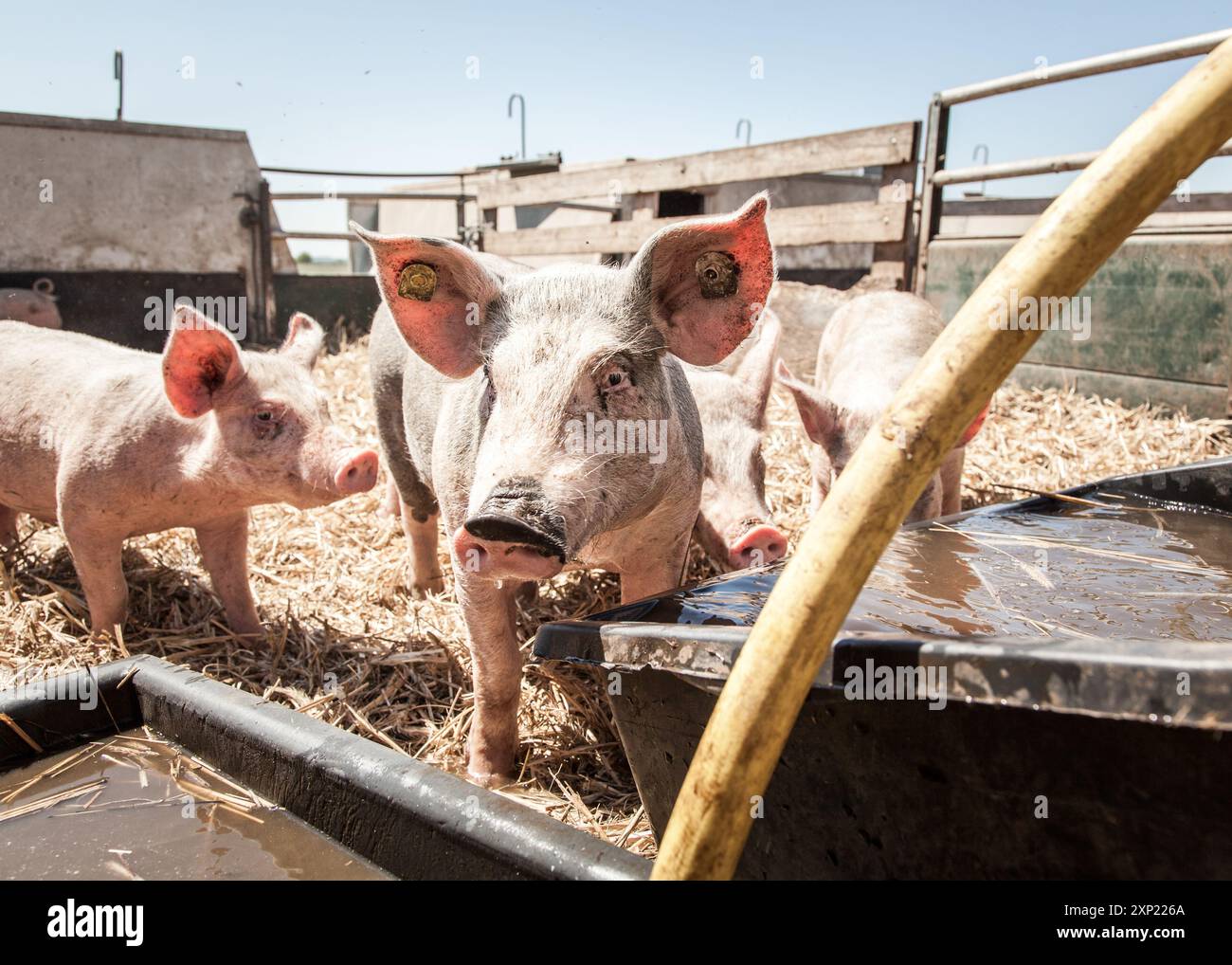 Gruppe von Schweinen in einem Stall, die neugierig ihre Umgebung an einem sonnigen Tag erkunden, symbolisiert Neugier und Entdeckungsreise. Ideal für landwirtschaftliche und Tierpflegekonzepte. Stockfoto