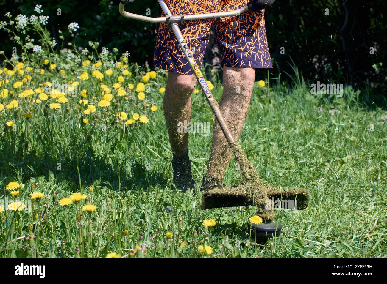 Beim Schneiden von Löwenzahn mit einem benzinbetriebenen Unkrautschneider schützte der Mann seine Beine nicht vor zerdrücktem Gras. Stockfoto