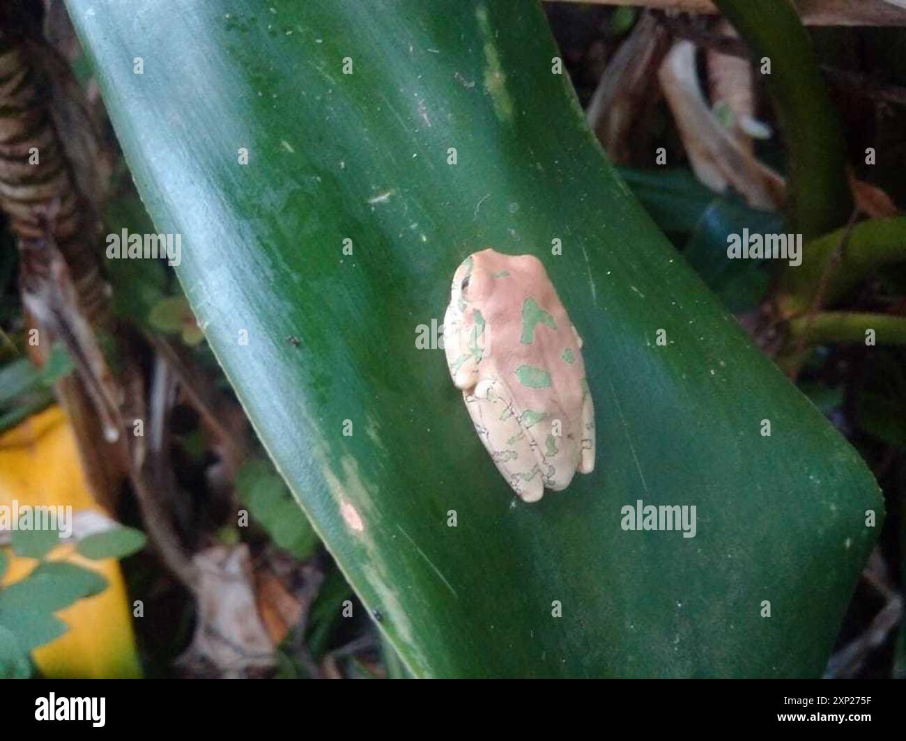 Naturwaldfrosch (Leptopelis natalensis) Amphibia Stockfoto