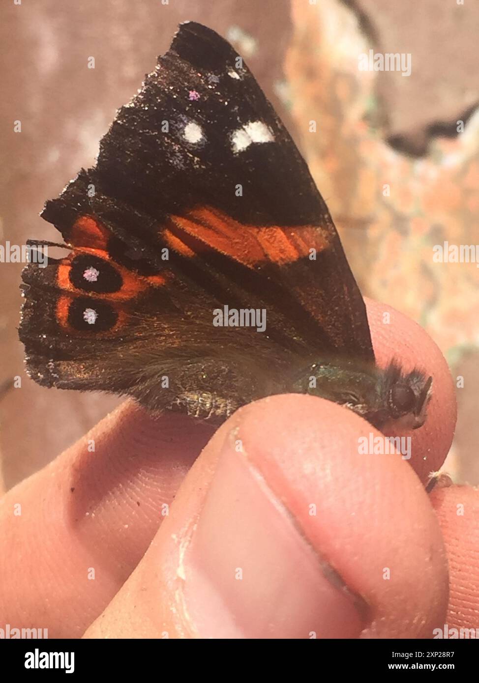 Neuseeländischer Roter Admiral (Vanessa gonerilla) Insecta Stockfoto