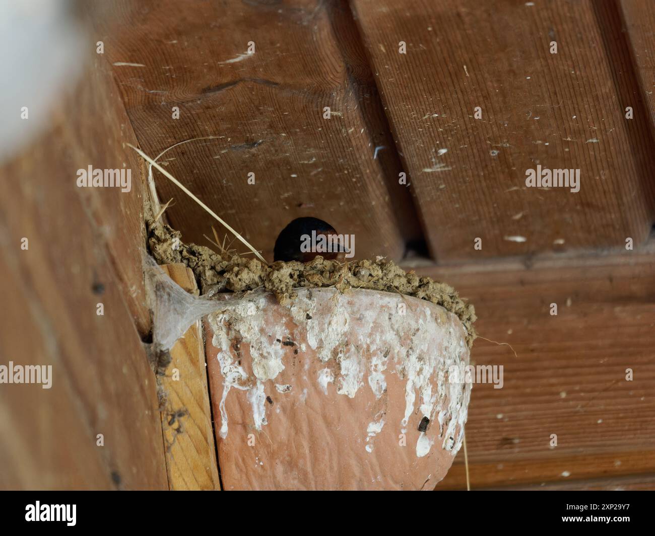Erwachsene schlucken im Nest mit den jungen Küken Stockfoto