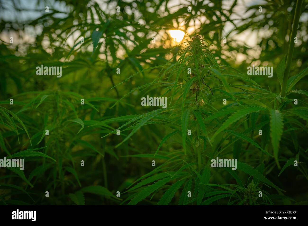 Hanf. Cannabis Sativa Feld in Litauen, gepflanzt für Faser und Seeds Harvest Sunset. 420 Unkrauttag Lietuva Stockfoto