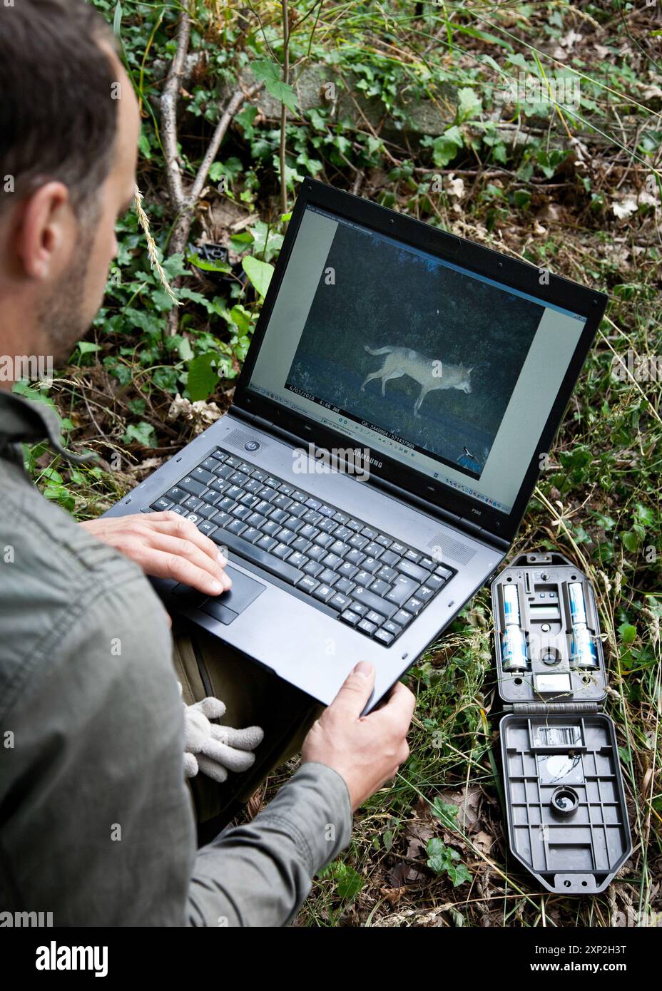 Wildtierexperte analysiert Wolfsaufnahmen, die mit einer Kamerafalle im Wald aufgenommen wurden. Exploring Wolf Tracking Techniques and Wildlife Monitoring, Lausitz, Deutschland, Juni 2011 Stockfoto