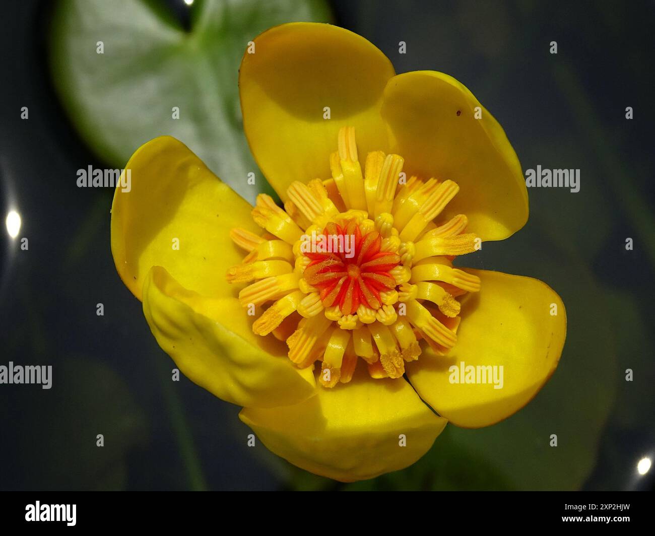 Die kleinste Seerose (Nuphar pumila) Plantae Stockfoto