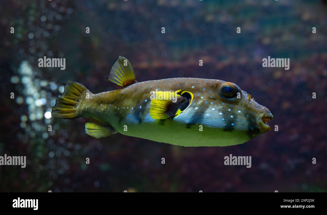 Weißfleckenpuffer, Weißtopf oder Stripedbelly Blowfish (Arothron hispidus). Seine Verbreitung erstreckt sich über den indopazifischen Raum Stockfoto