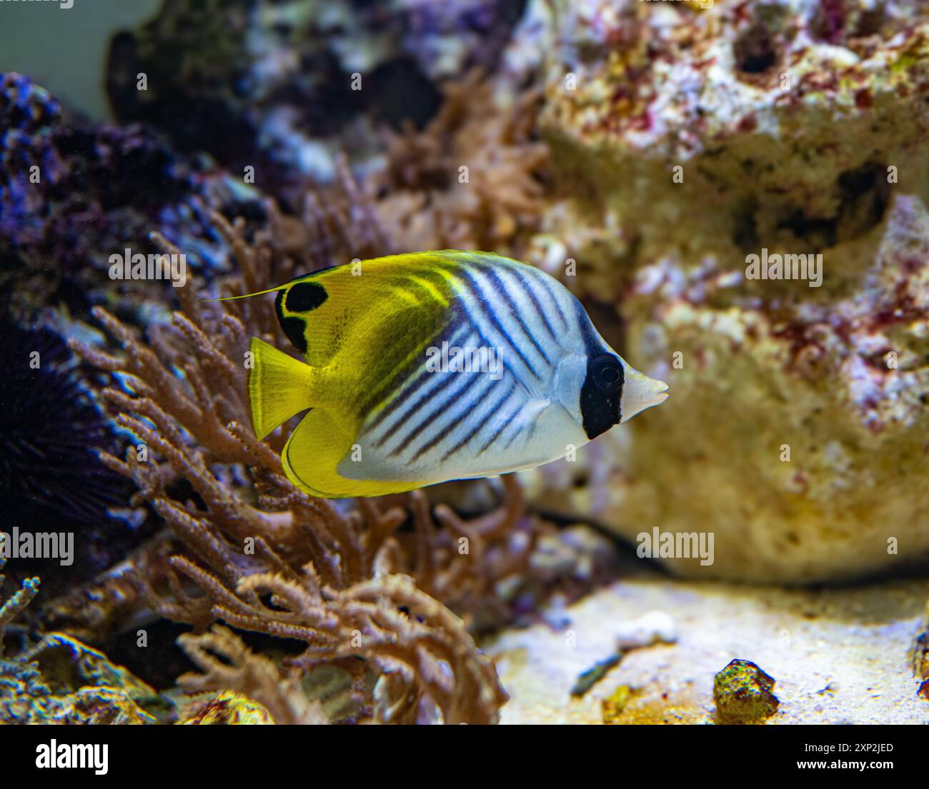 Flossenflosse Schmetterling Fisch oder (Chaetodon Auriga). Kommt im Indopazifik vor, vom Roten Meer und Ostafrika Stockfoto