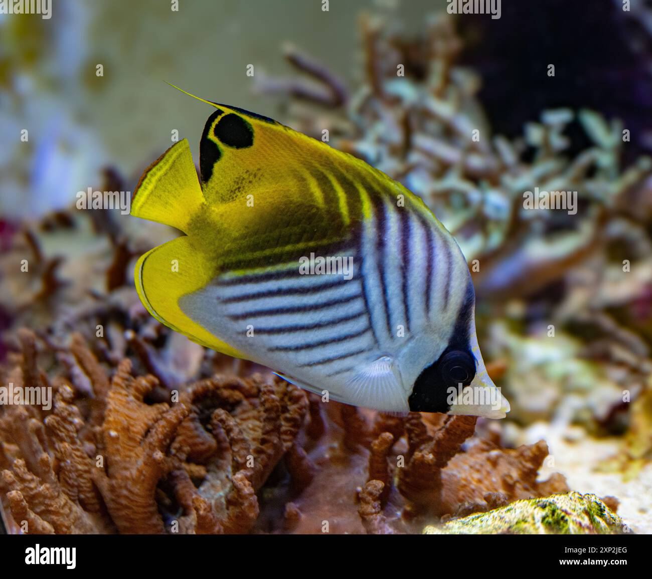 Flossenflosse Schmetterling Fisch oder (Chaetodon Auriga). Kommt im Indopazifik vor, vom Roten Meer und Ostafrika Stockfoto