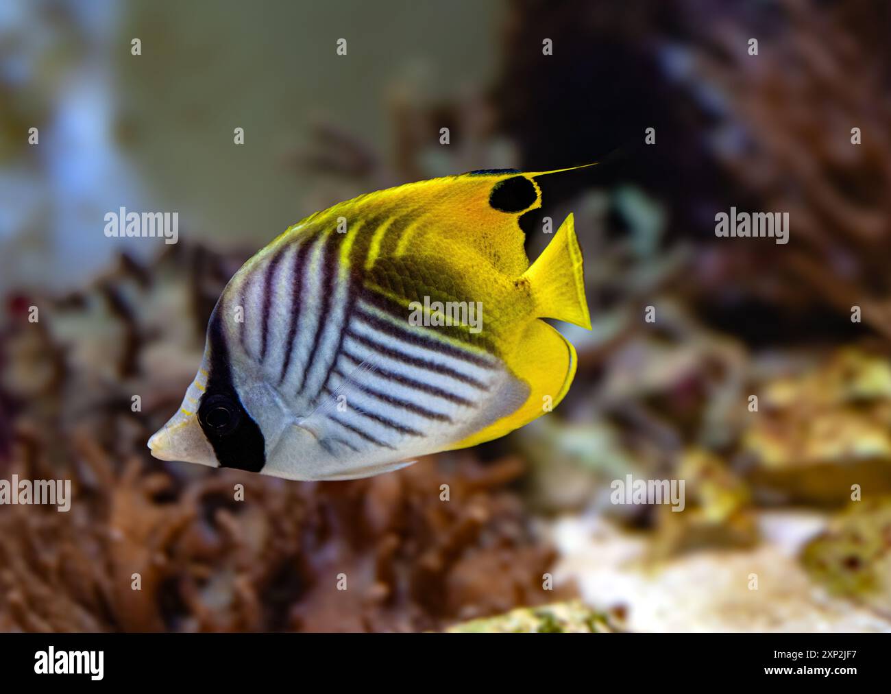 Flossenflosse Schmetterling Fisch oder (Chaetodon Auriga). Kommt im Indopazifik vor, vom Roten Meer und Ostafrika Stockfoto
