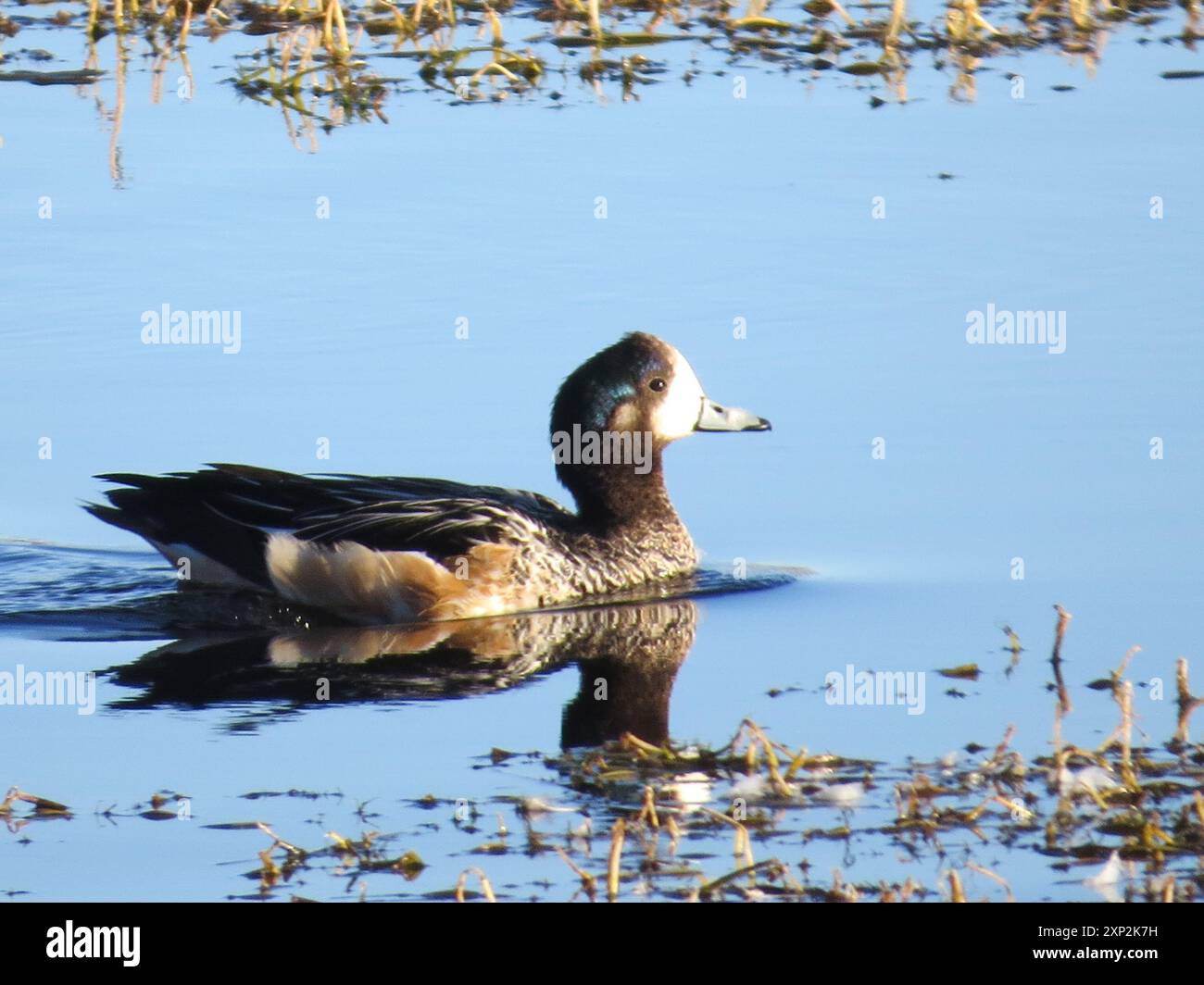 Chiloe Wigeon (Mareca sibilatrix) Aves Stockfoto