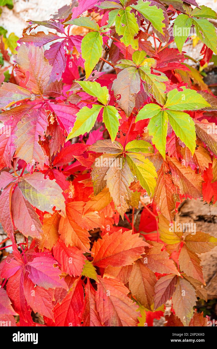 Der Herbst steht vor uns, und die Natur drückt ihre ganze Schönheit mit einem herrlichen Laub aus Stockfoto