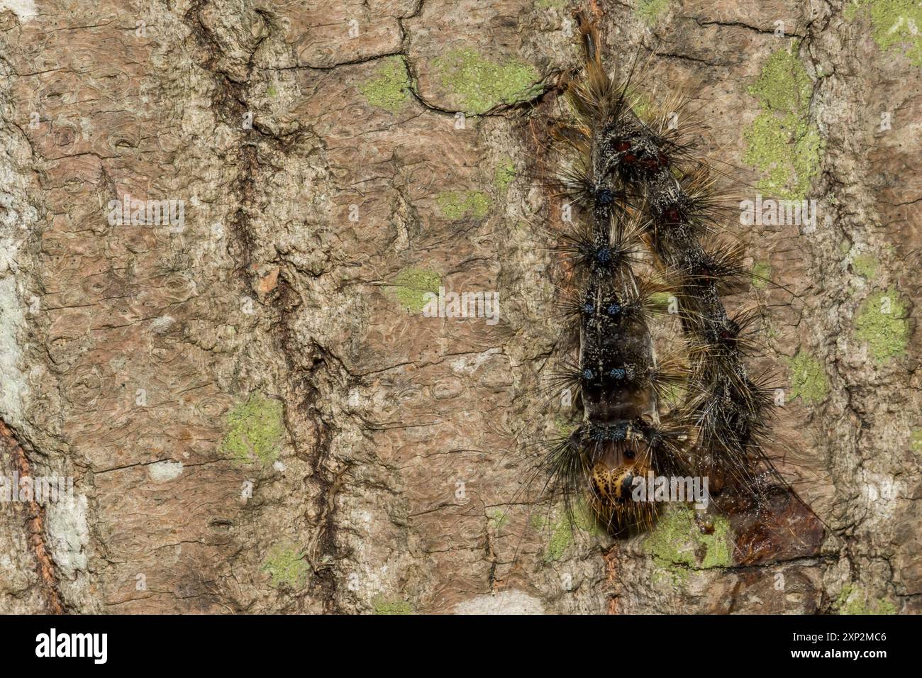 Schwammige Mottenraupen getötet durch nukleare Polyhedrose Stockfoto