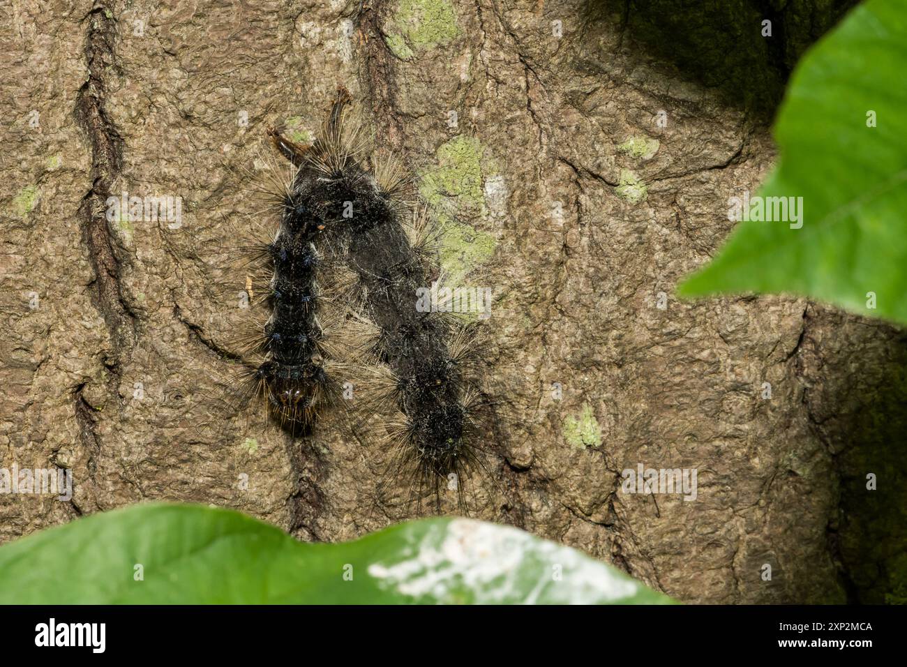 Schwammige Mottenraupen getötet durch nukleare Polyhedrose Stockfoto