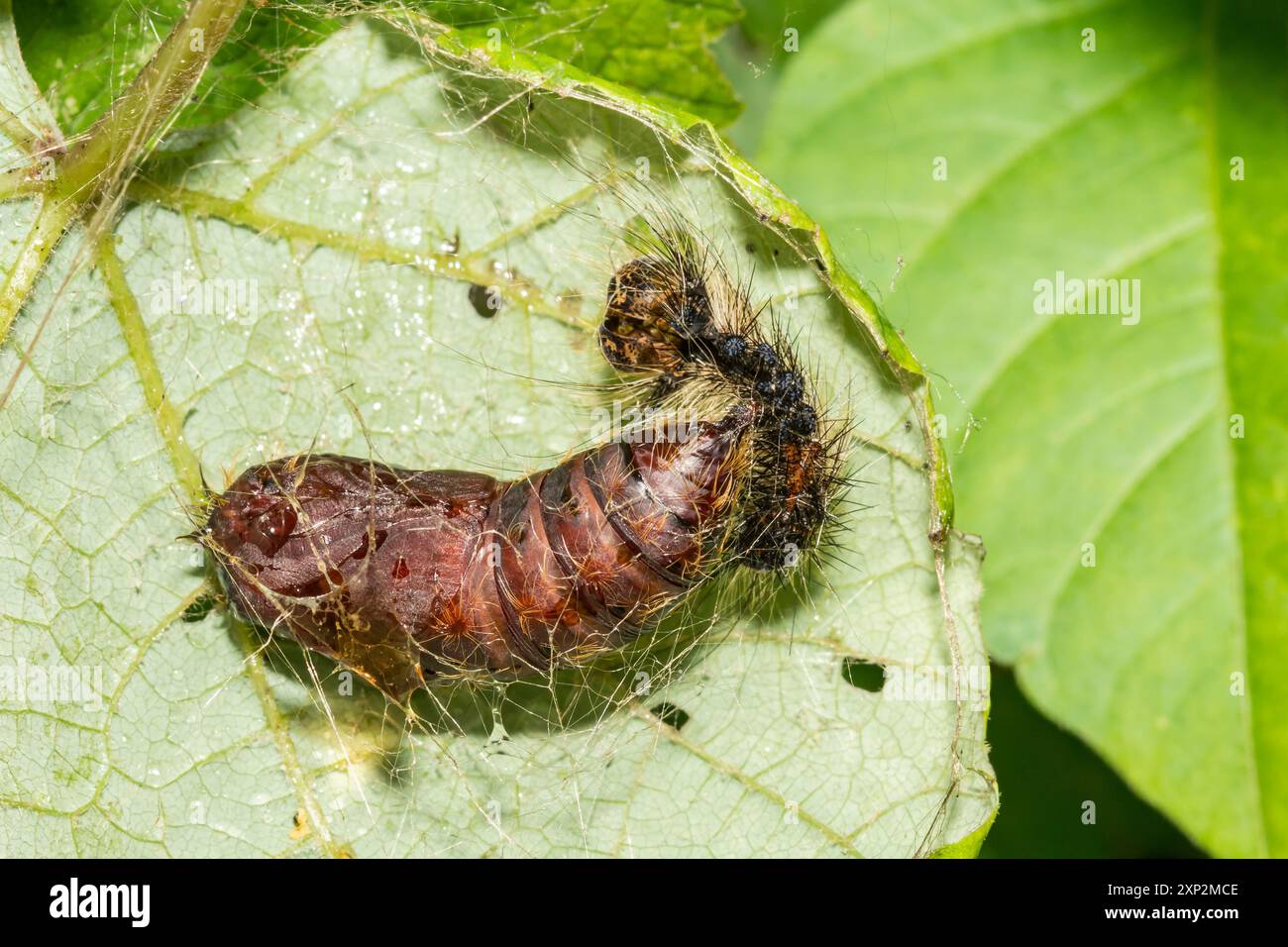 Schwammige Motte Chrysalis - Lymantria dispar Stockfoto
