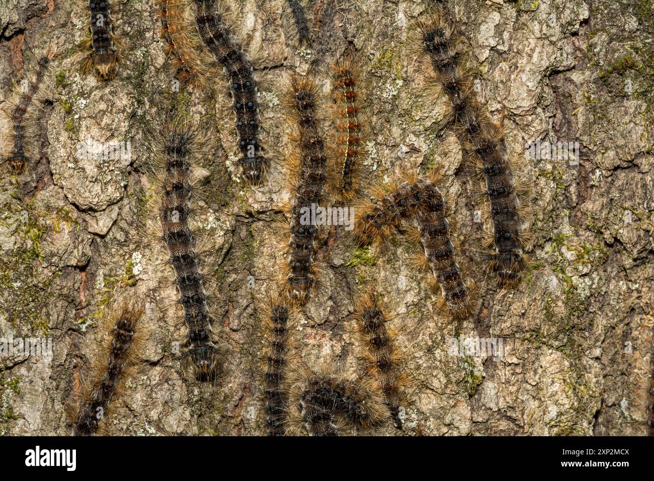 Schwammige Mottenraupen getötet durch nukleare Polyhedrose Stockfoto