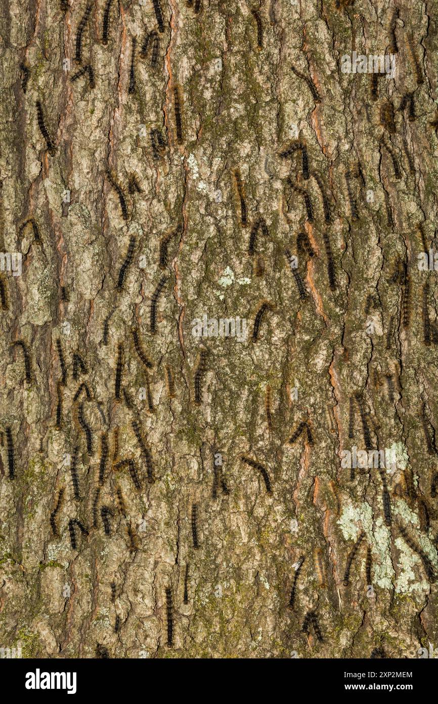 Schwammige Mottenraupen getötet durch nukleare Polyhedrose Stockfoto