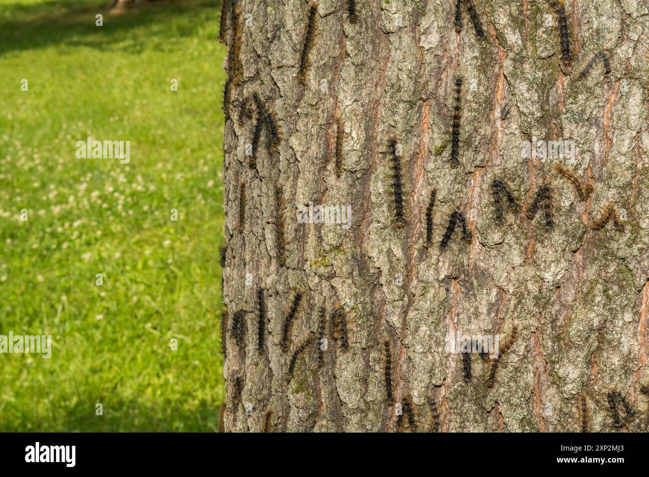 Schwammige Mottenraupen getötet durch nukleare Polyhedrose Stockfoto