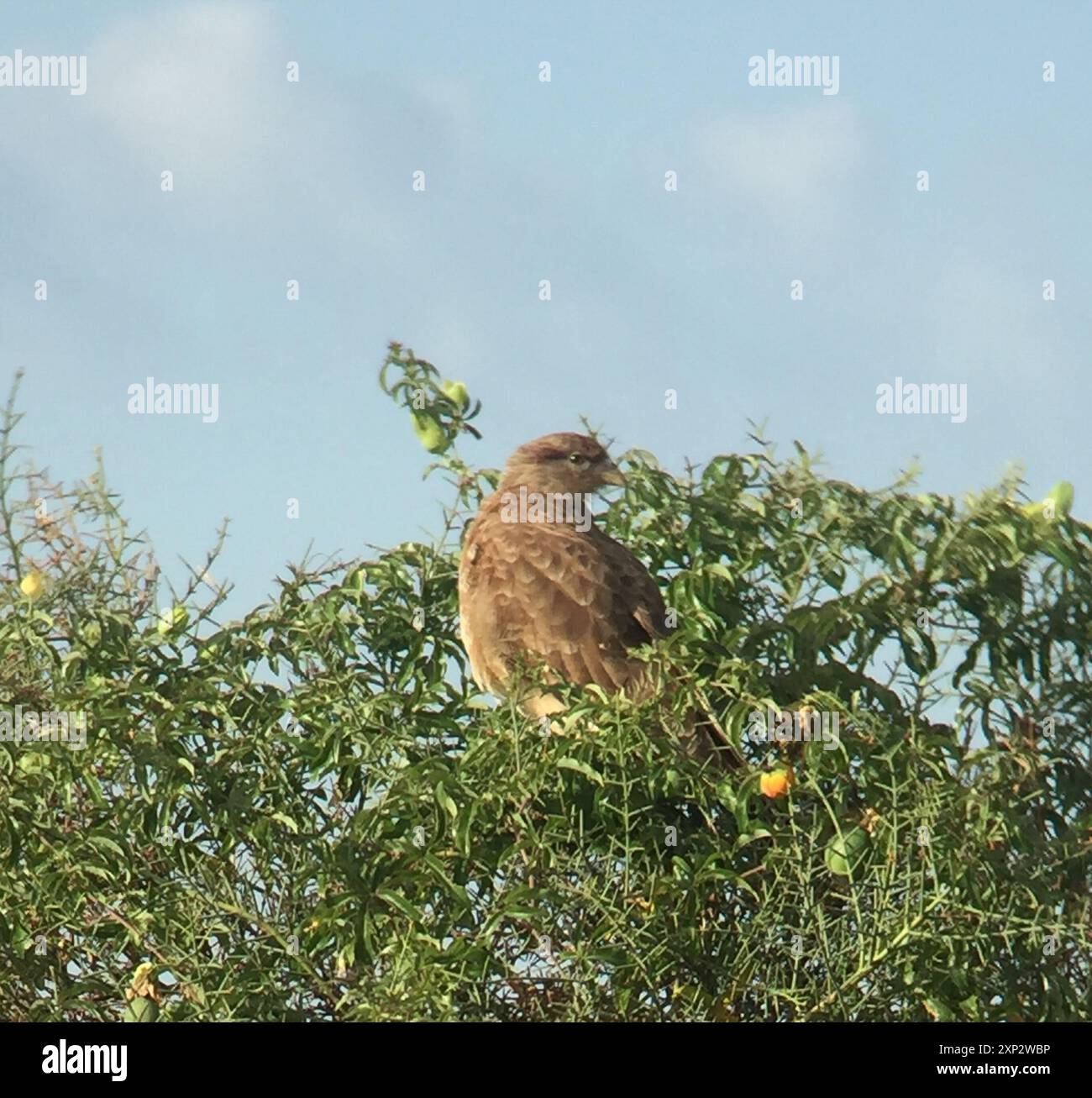 Chimango Caracara (Daptrius chimango) Aves Stockfoto