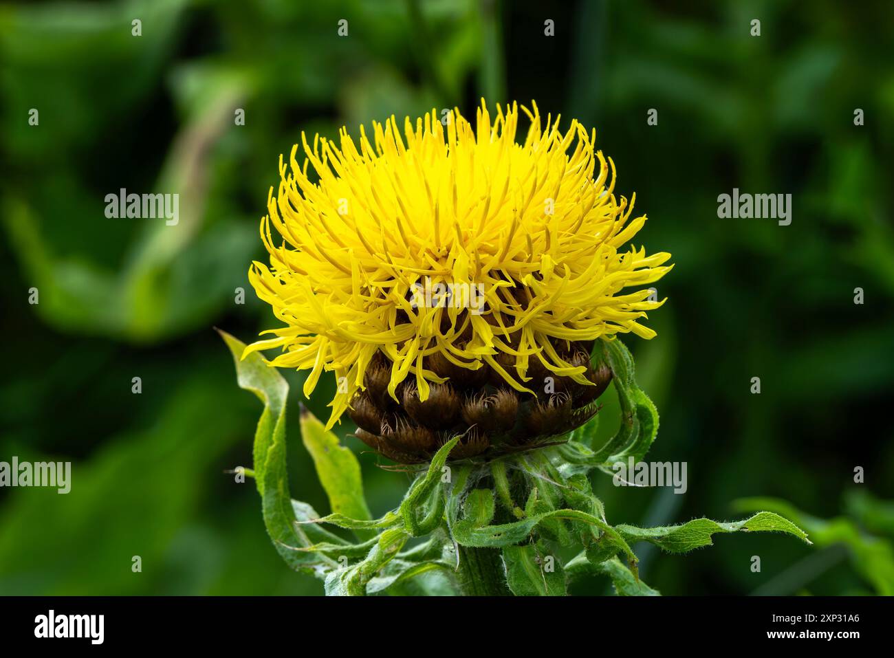 Centaurea macrocephala eine gelbe distelähnliche Blumenkraut, die allgemein als dickkopf, Knapweed, Armenische Korbblume und Globe Centaurea bekannt ist Stockfoto