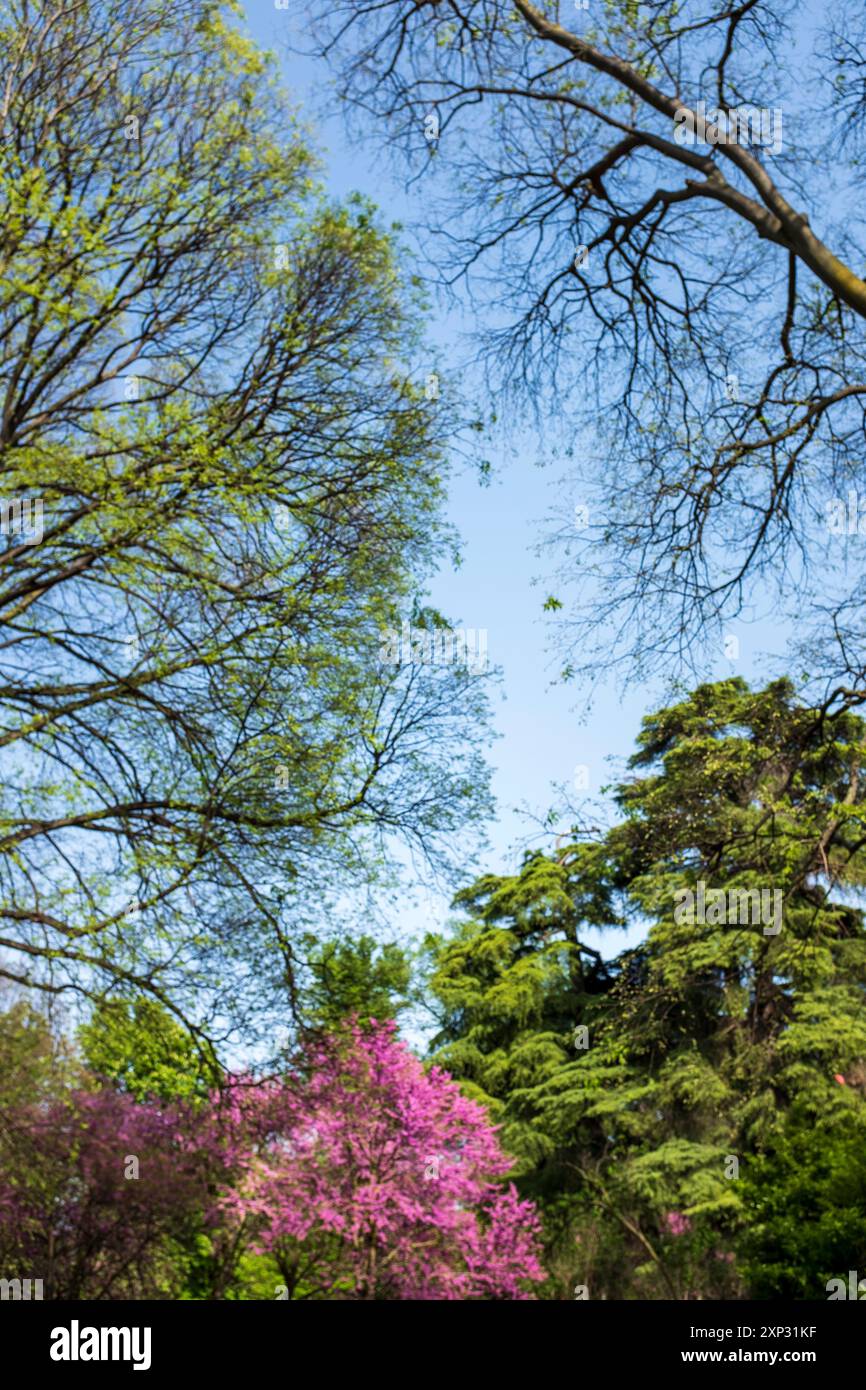 Parco Sempione („Simplon Park“) im Zentrum von Mailand, Italien Stockfoto