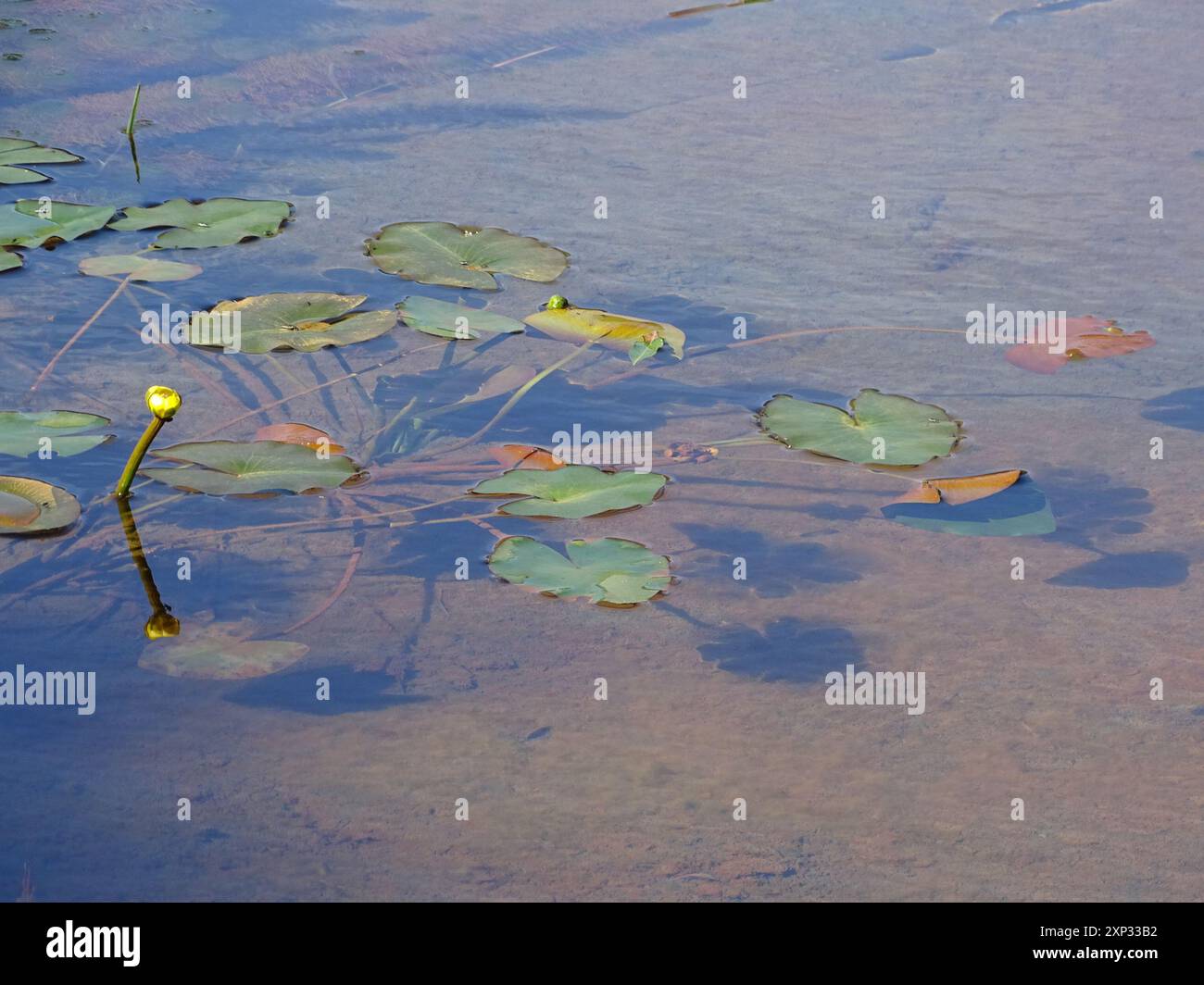 Die kleinste Seerose (Nuphar pumila) Plantae Stockfoto